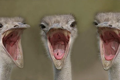 SMALL CUTE OSTRICH WALLPAPER (