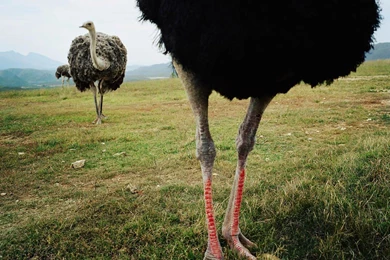 Free Ostrich Wallpapers Animals Town