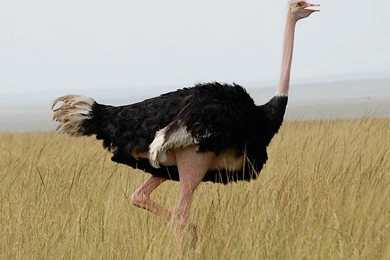 Ostrich Wallpapers Wallpapers,Ostrich Wallpapers & Pictures Free ...