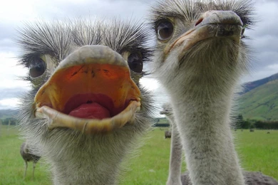 Lovely Ostrich Face 1440x900 Wallpapers,Ostrich 1440x900 ...