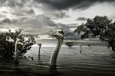 Trees Birds Wildlife Flood Ostrich Wallpapers