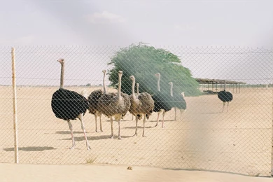 Ostrich Wallpapers   (