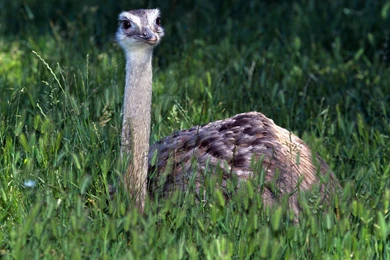 OSTRICH WALLPAPER   (