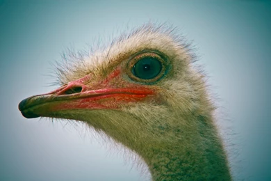 Birds Ostrich Wallpapers   (