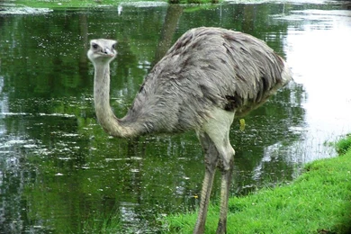 Free Ostrich Wallpapers Download Animals Town