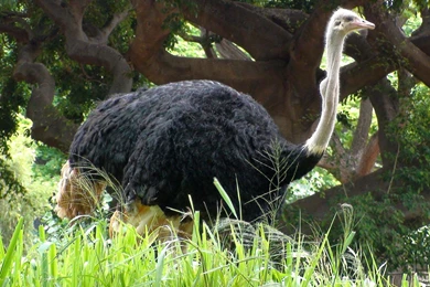 Ostrich Pictures, Images, Photos