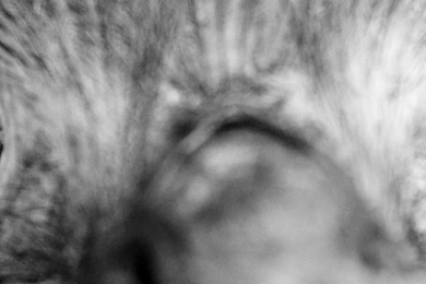 Download Wallpapers 3840x1200 Ostrich, Face, Beak, Eyes, Black And ...