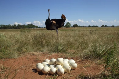 Ostrich   Animals Wallpapers