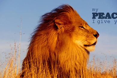 Peace wallpapers 7 30458 HD Wallpapers