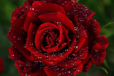 Flower Wallpapers Hd For Desktop Free Download