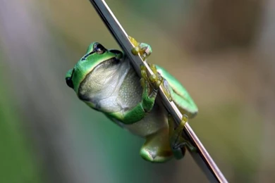 Funny Frogs Animals Online Wallpapers For Desktop, HQ Backgrounds ...