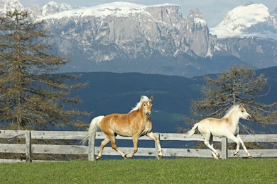 Desktop Free Download Nature Wallpapers