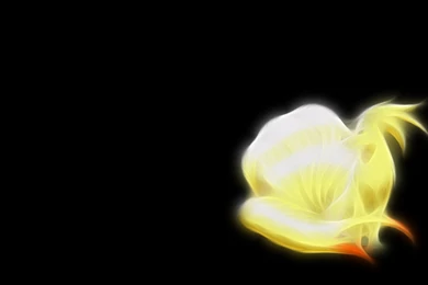 Download Pokemon Ninetails Wallpapers 1440x900