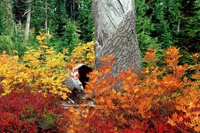 Free Fall Desktop Wallpapers Full Size Image