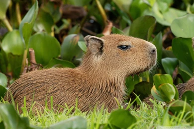 12 Capybara Wallpaper Backgrounds   Desktop Wallpapers