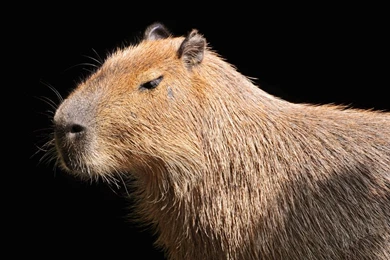 12 Capybara Wallpaper Backgrounds   Desktop Wallpapers