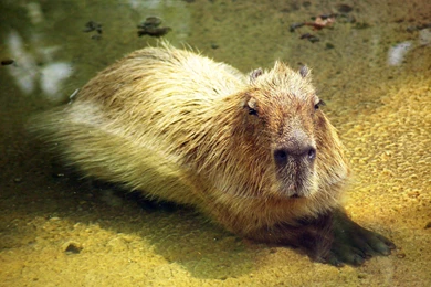 Capybara Hattiesburg Zoo