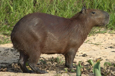 8 Capybara HD Wallpapers