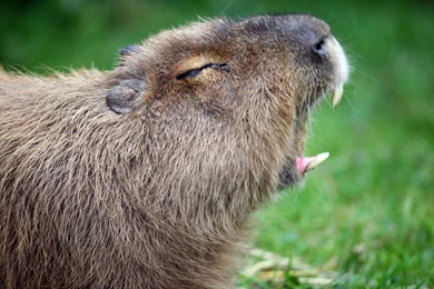 2560x1600px Capybara