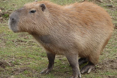 High Res Capybara Wallpapers