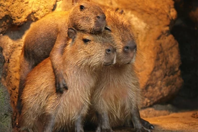 Capybara Memes — When You're Excited To See Your Friends But They...