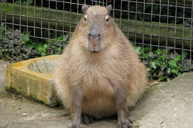 2560x1600px Capybara