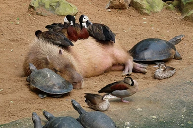 Capybara Computer Wallpapers, Desktop Backgrounds