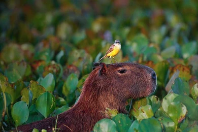 Capibara Wallpapers And Backgrounds   Animals Town