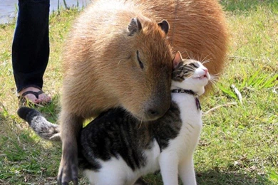 Capybara Wallpapers By Jim Golinder On FL