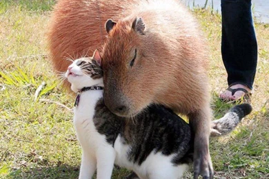 1024x1011px Capybara
