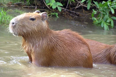 Flickr Photos Tagged Waterzwijn