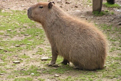 Capybara HD Wallpapers  I