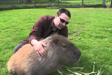 15 Quality Capybara Wallpapers, Animals