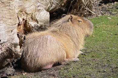Capybara Wallpapers, Images, Photos, Pictures & Pics