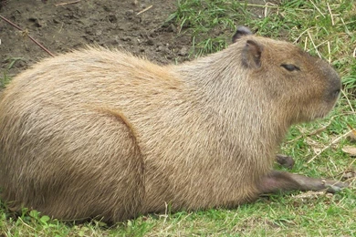 File:Capybara At SF Zoo 1.JPG   Wikimedia Commons