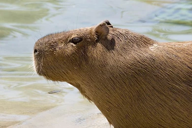 Capibara Wallpapers   Animals Town