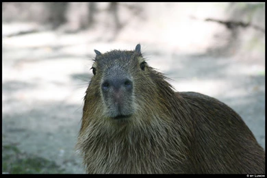 Capybara Face By Lunchi On DeviantArt
