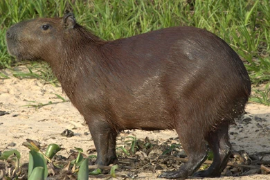 Wallpaperzi.com Page 17: Bloodbound Patrik Johansson Tomas Olsson ...