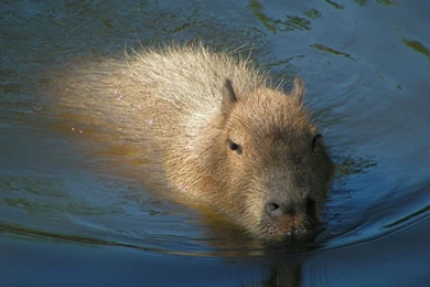 Capybaras   DeviantArt