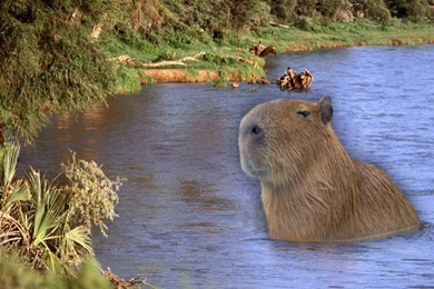 Giant Smug Capybara Standing In A Hoolahoop In A Pool ...