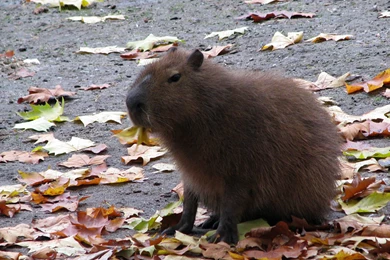 Capybara   DeviantArt