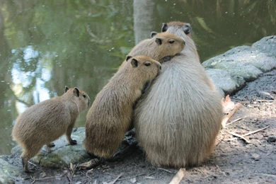 Capybara Baby