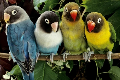 Love Birds Wallpapers