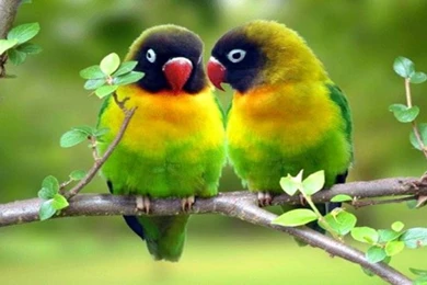 Love Bird Wallpapers High Quality – Wallpapers