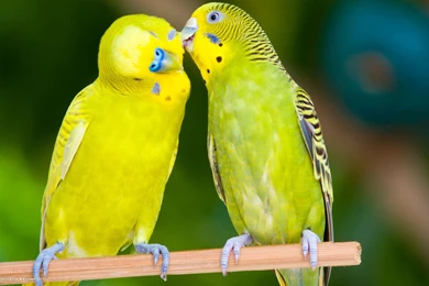 Love Birds Images Collection (43+)
