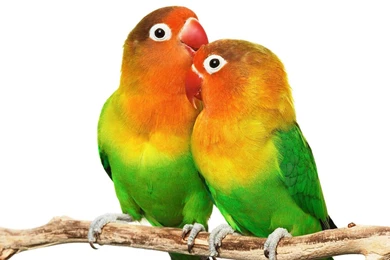 Love Birds Wallpapers In Hd