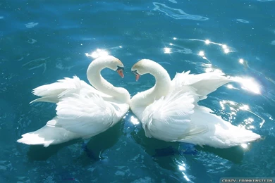 Love Birds Wallpapers