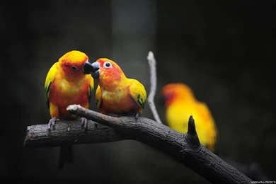 Wallpapers Birds