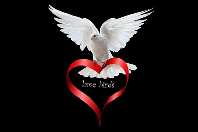 Love Birds Dove Wallpapers HD 1080p   Free Hd Wallpapers