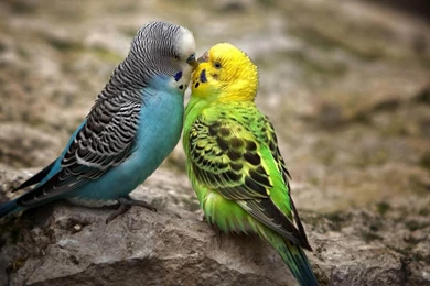 Love Birds Wallpapers   HD Wallpapers Pretty